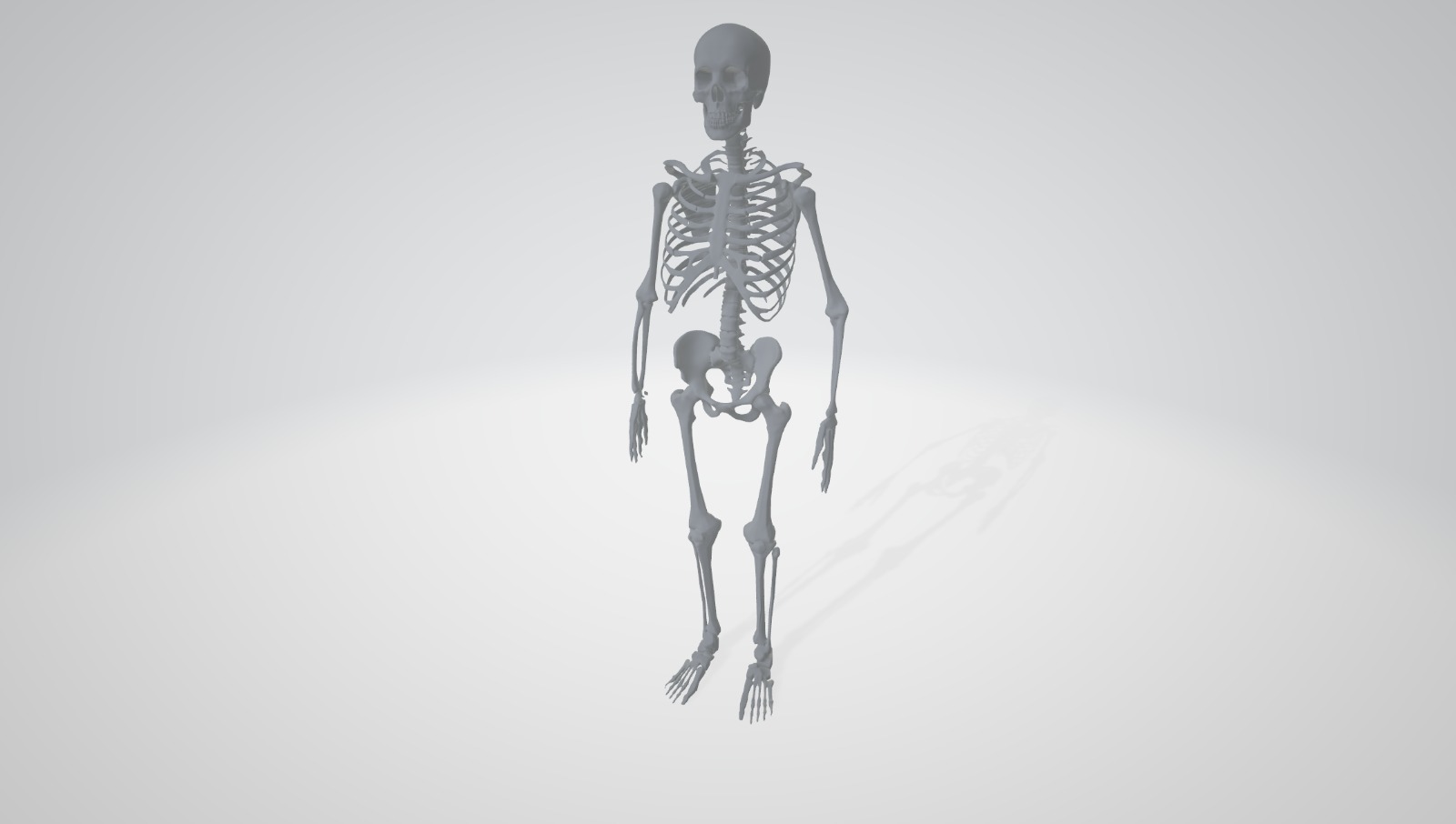 scheletro 3D print model - Mito3D