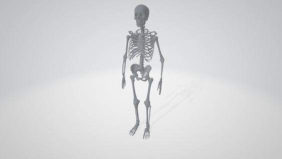 scheletro 3d print model - Mito3D