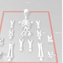 Skelett artikulieren Spielzeug Anatomie Knochen 3d print model - Mito3D