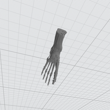 esqueleto pie Ciencias horror 3d print model - Mito3D