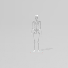 skeleton human body art bone science biology 3d print model - Mito3D