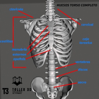 scheletro torso arte tori umano ossatura medicinale anatomia 3d print model - Mito3D