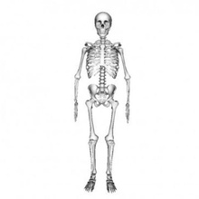 skeleton art human 3d print model - Mito3D