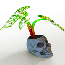 skul flower pot stl 3d print model - Mito3D