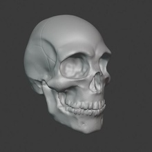 kafatası çeşitli 3d print model - Mito3D
