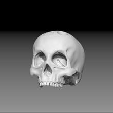 el cráneo casa de la medicina anatomía decore artículos papelería 3d print model - Mito3D
