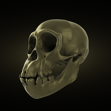 cranio 3d print model - Mito3D