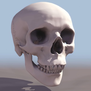 crâne OS os 3d print model - Mito3D