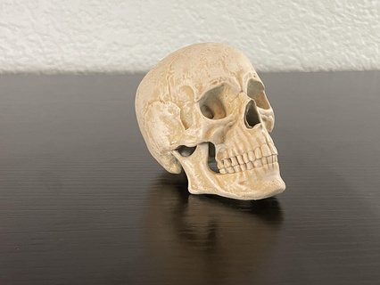 skull skeleton head bone bones jaw teeth cranium brain scary spooky halloween 3d print model - Mito3D