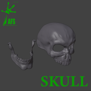 cranio 3d print model - Mito3D