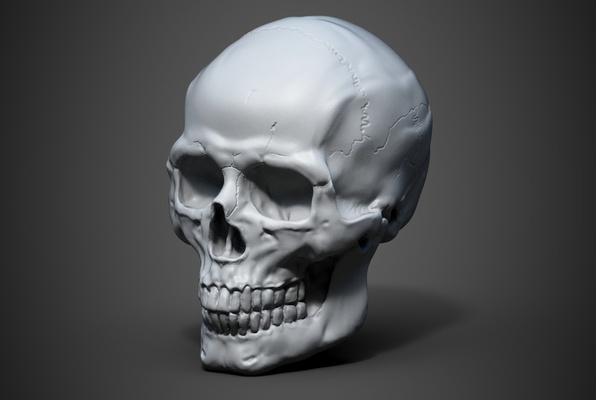 skull human 3d print model - Mito3D