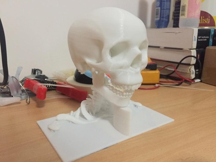 skull base Various biology 3d print model - Mito3D