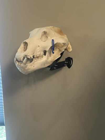 skull bear mount taxidermy 3d print model - Mito3D