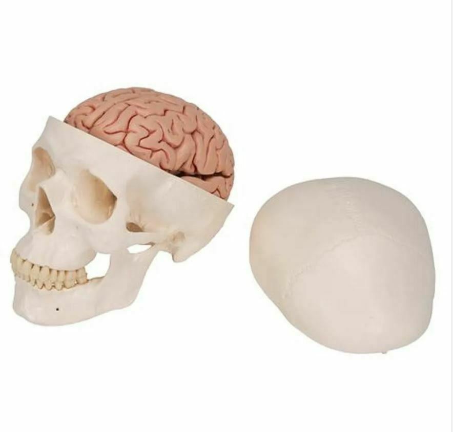 skull brain display model anatomical medical education 3D print model - Mito3D