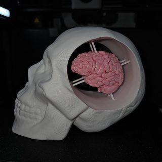 skull brain 3d print model - Mito3D