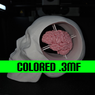 crâne cerveau coloré 3d print model - Mito3D