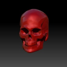 kafatası konsept ders çalışma 3d anatomi kafatasları 3d print model - Mito3D