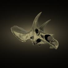 cráneo dinosaurio 3d print model - Mito3D