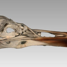 skull european gull larus argentatus game aves beak bird bone seabird silbermwe animals 3d print model - Mito3D