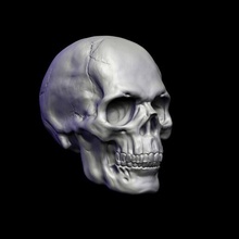 skull head skeleton anatomy biology bone death gothic 3d print model - Mito3D