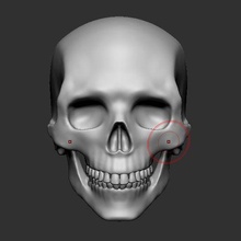 cranio umano arte anatomia Halloween testa 3d print model - Mito3D