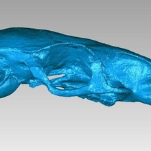 kafatası laos Kaya sıçan laonastes esrarengiz oyun kemik diatomidae histrikomorfa memeliler Rodentia hayvanlar 3d print model - Mito3D