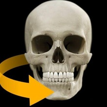 crânio modelo 3d anatomia 3d print model - Mito3D