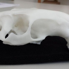 cráneo nutria myocastor copypus juego hueso caviomorpha mandíbula myocastoridae río rata roedor rodentia animales 3d print model - Mito3D