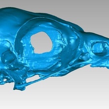 cranio falco pescatore pandion haliaetus gioco uccello preda osso carnivoro aquila pesce piscivore animali 3d print model - Mito3D