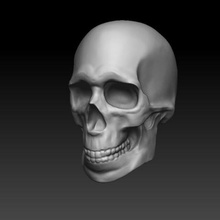 cranio velocità scolpire vari 3d print model - Mito3D