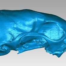 skull stone marten martes foina game beech bone carnivore mustelidae animals 3d print model - Mito3D