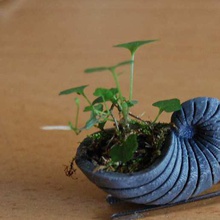 slit shell home household flower pot accessory 3d print model - Mito3D