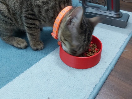 slow pet food bowl obstacles cat feeder 3d print model - Mito3D