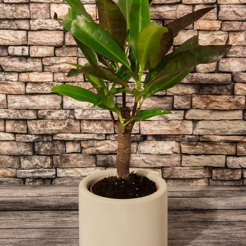 smal planter home decor 3D print model - Mito3D