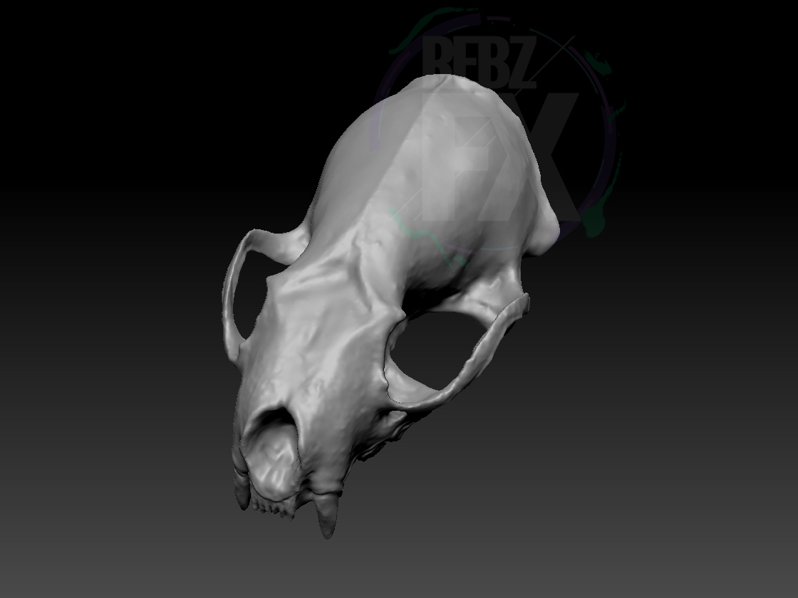 pequeno animal crânio 3d Varredura 3D print model - Mito3D