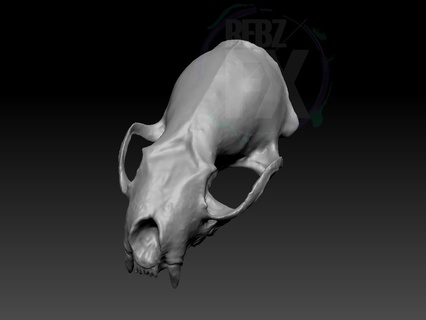 petit animal crâne 3d analyse 3d print model - Mito3D