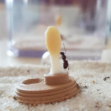 petite fourmi chargeur divers les aliments insectes ant-preuve liquide sucré 3d print model - Mito3D