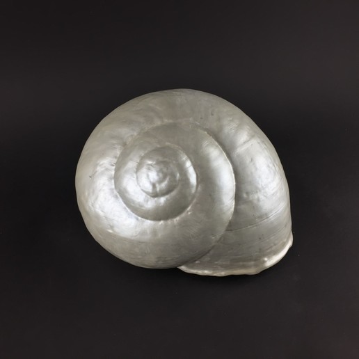 snail shell various insect beach 3D print model - Mito3D