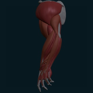 space chad ecorche arms muscles anatomy 3d print model - Mito3D