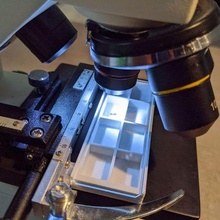 muestra caja microscopio diapositiva microscopía biología 3d print model - Mito3D
