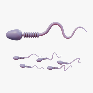 esperma célula anatomia micro axial membrana rabo cabeça espiral gravidez microbiologia centríolo masculino estrutura acrossomo núcleo celular histologia microscópico plasma 3d print model - Mito3D