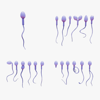 sperm morphology normal abnormal development tail asymmetric embryology embryo pregnancy defect biology irregular reproductive fertilization cytoplasmic ovum coiled egg cell genetic 3d print model - Mito3D