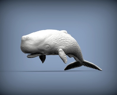 sperm whale 3d print model 3d print model - Mito3D