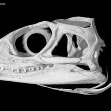 sphenodon punctatus tuatara cranio vari 3d print model - Mito3D