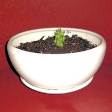 spherical pot home flowerpot 3d print model - Mito3D