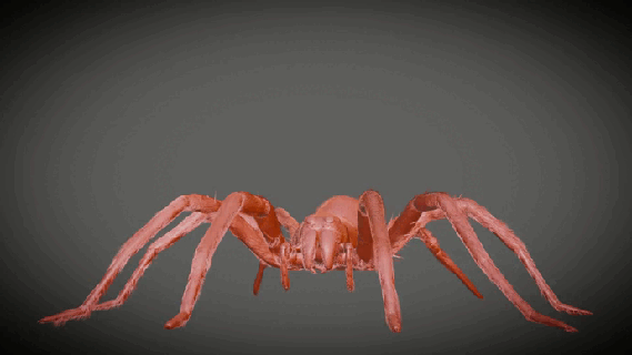 araña figurilla animal arácnido arachnida insecto broma miedo tarántula juguete 3d print model - Mito3D