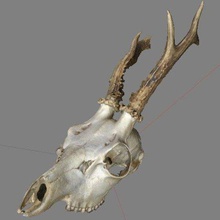 spike deer skull game animals ungulate textured scanned color antlers 3d print model - Mito3D