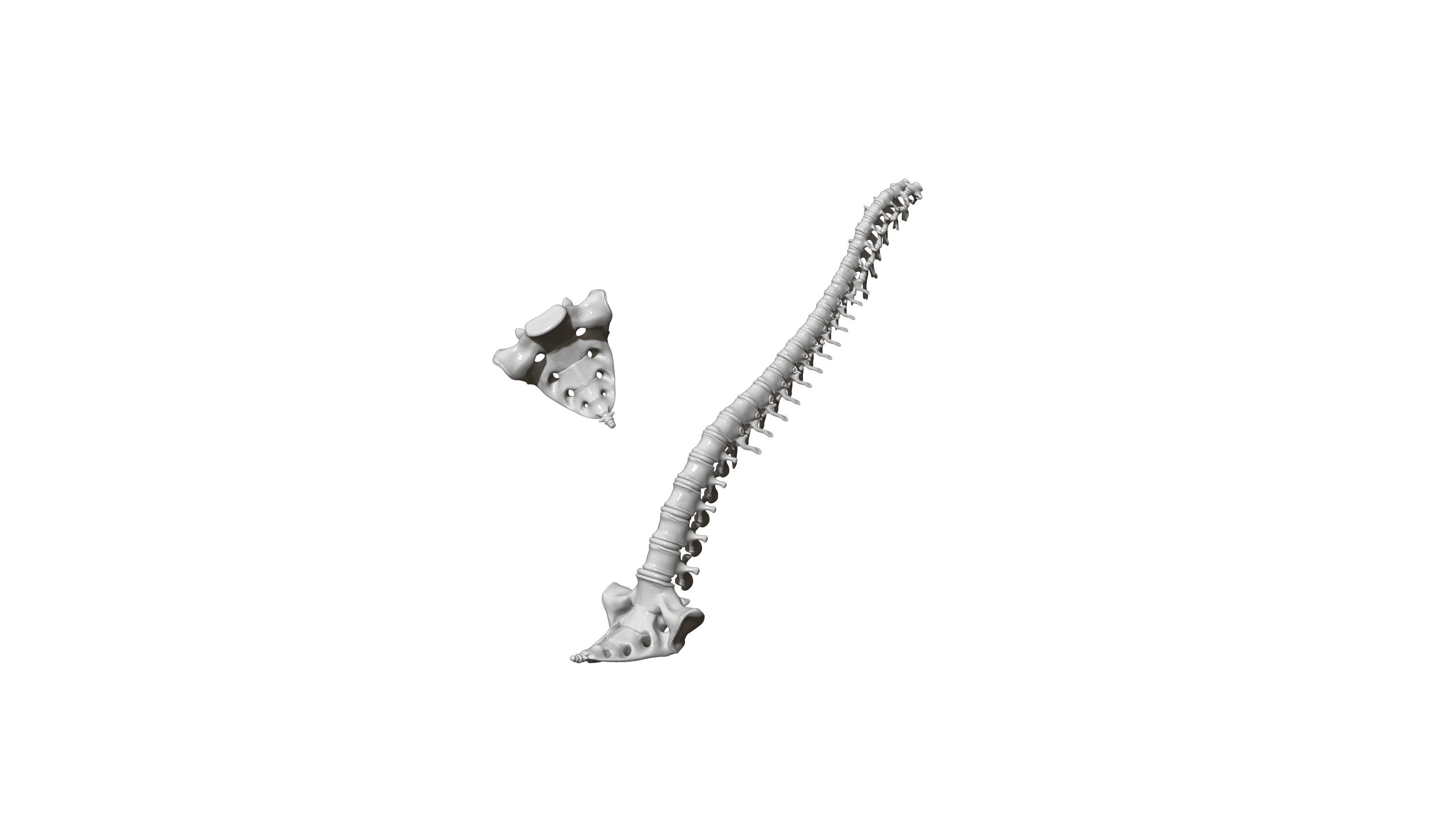 spine sacrum anatomy back backache backbone bones cervical column human neurosurgery scoliosis spinal vertebra vertebral 3D print model - Mito3D