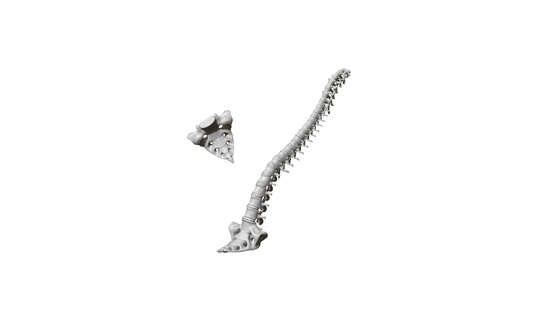 spine sacrum anatomy back backache backbone bones cervical column human neurosurgery scoliosis spinal vertebra vertebral 3d print model - Mito3D