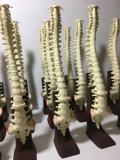 spine without supports professional medicine Various column spinal health back 3d print model - Mito3D